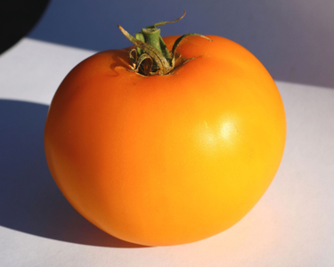 Lemon Boy Plus Hybrid Tomato Seeds